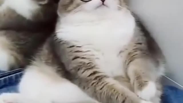 Cute kitty puts on glasses! OMG!