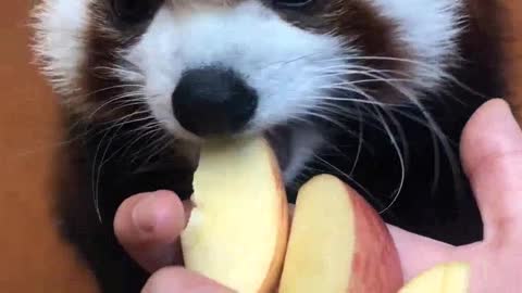 can the red panda tell the difference between good and bad apple varieties Ah Po bought three diffe