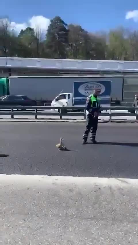 🦆 And let the whole world wait