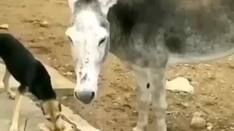 Stupid dog and a donkey