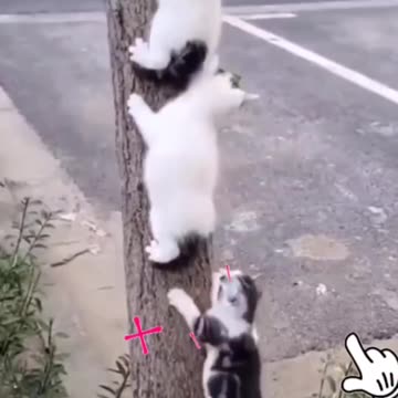 Fanny cat videos and kittycat video