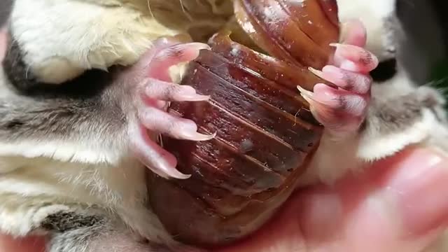 After watching eating silkworm chrysalis...