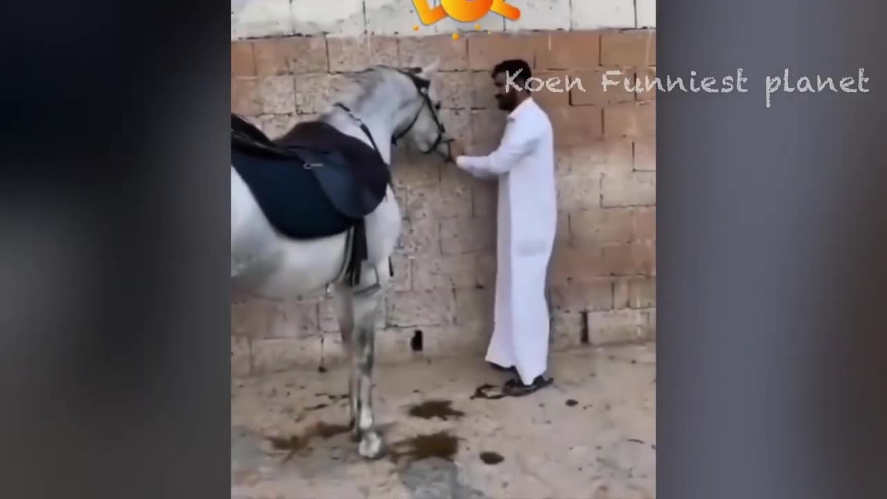 Funniest Dogs And Cats Videos 2023: New Funny Animals #4