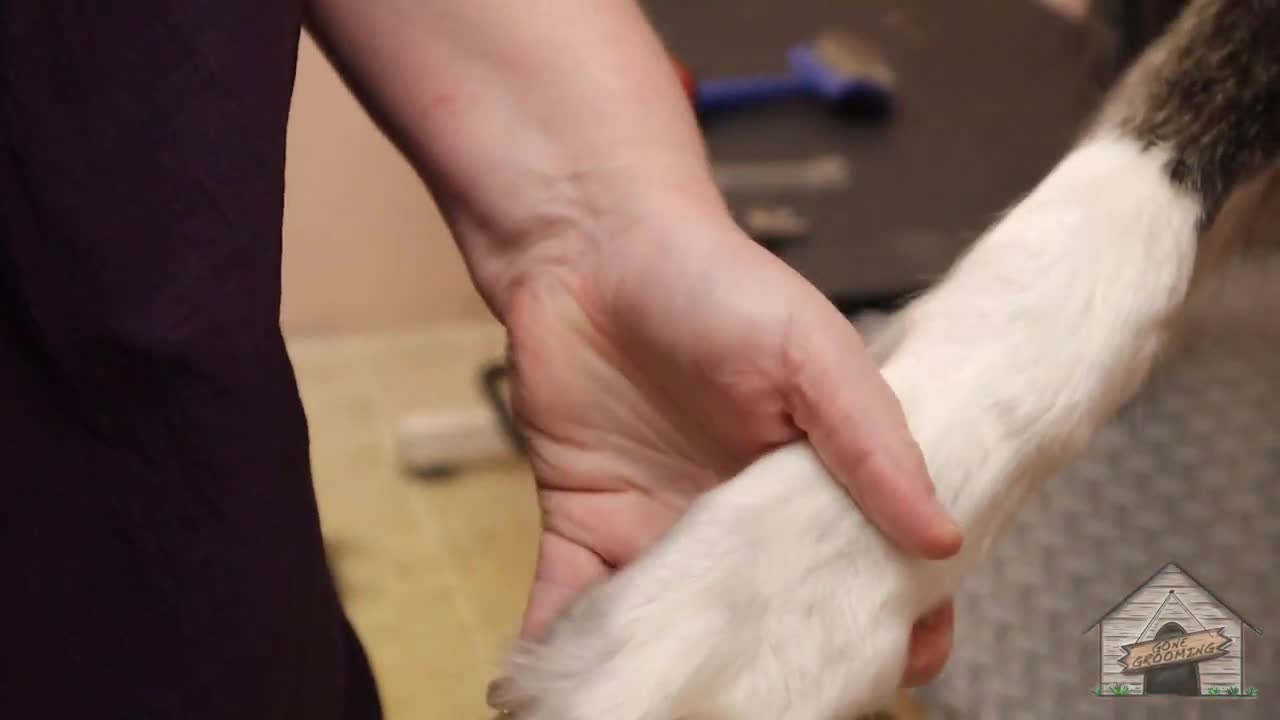 Grooming a Russian Wolfhound aka Borzoi.mp4