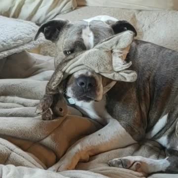 Playing with my toy.