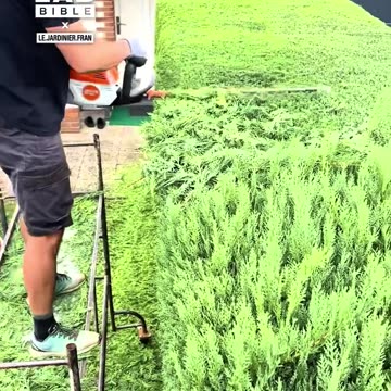 Satisfying hedge trim 😲