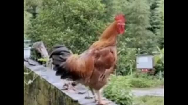 the weirdest crowing rooster