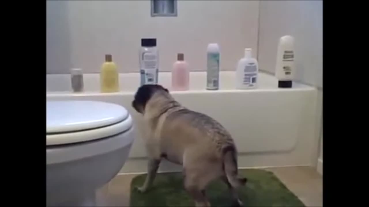 Pug Life