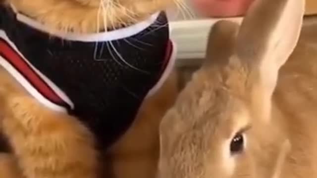 OMG These Cats Are So Cute And Beautiful | Viral Cat