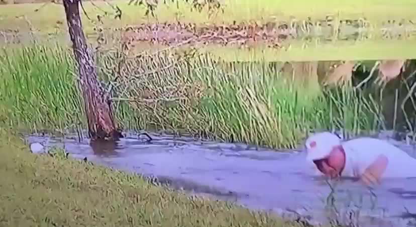 Dog rescue from Alligator mouth