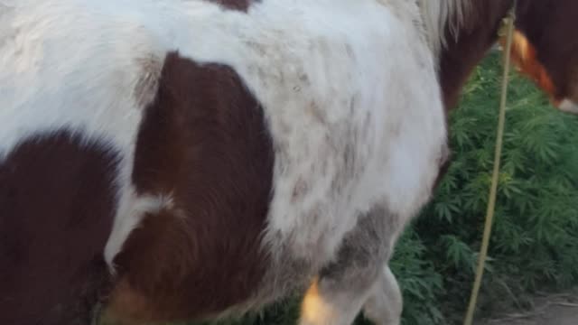 horse indian soo cute and funny