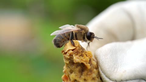 la reine d'abeille