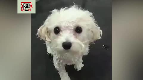 💗Aww - Funny and Cute Animals Compilation 2020💗 #20 - Spark Pet Lovers