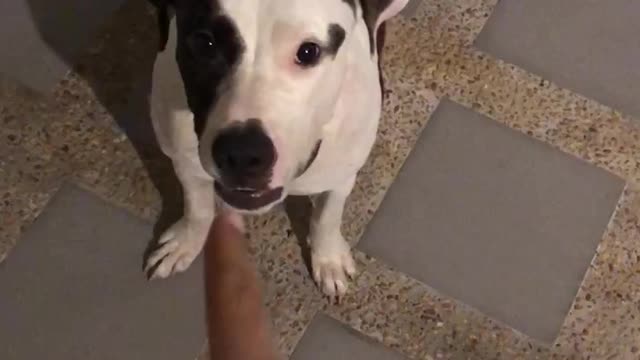 My Pitbull Wanted Treats and made 🥺🥺 cute eyes🥺🥺