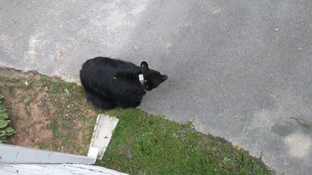 Black Bear Searches for a Snack