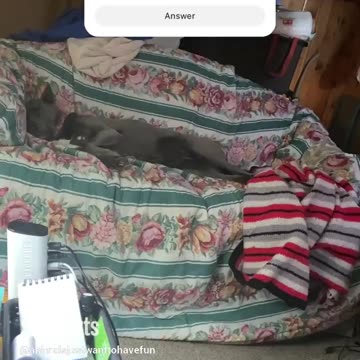 Dogs favorite pastime