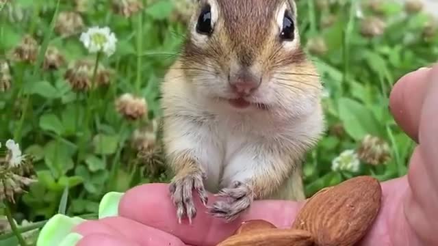 Wait… Go! 🐿 Charlie is so patient. Tag a friend who will love him!