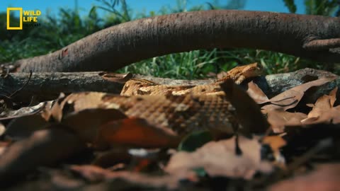 Deadly Snakes - Africa, हिन्दी डॉक्यूमेंट्री | Wildlife documentary in Hindi