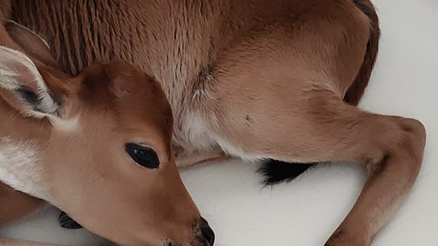 Calf in the tub