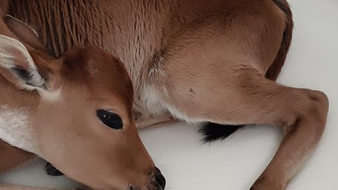 Calf in the tub