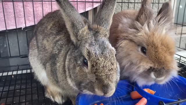 My cute rabbits eating breakfast 🥣 sweetly