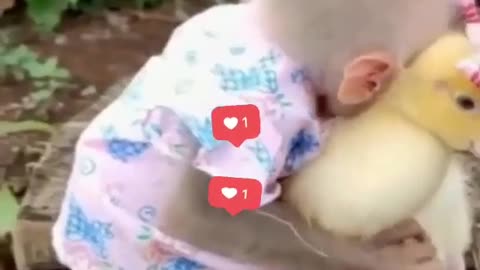 Monkey and duck's sweet friendship #shorts #shortvideo #video #virals #videoviral