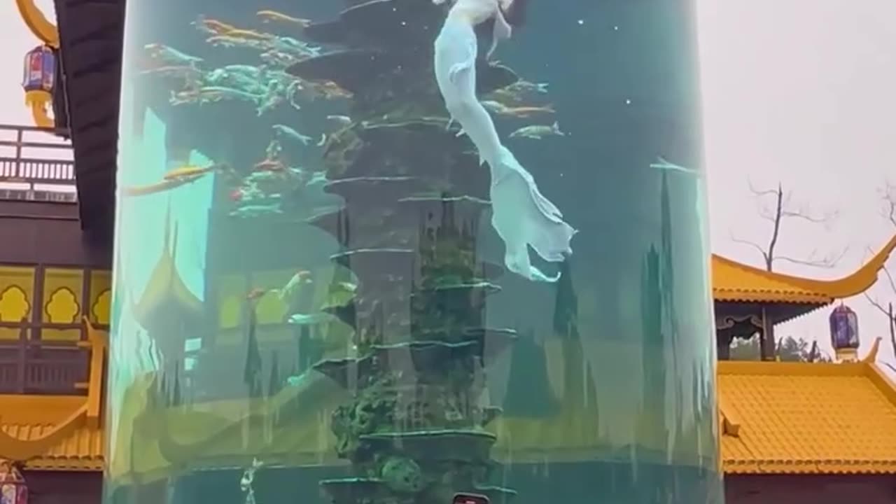 Mermaid performer on the tall aquarium️.hd