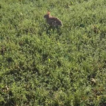 Wild hare - Wild Rabbit in my garden!!!
