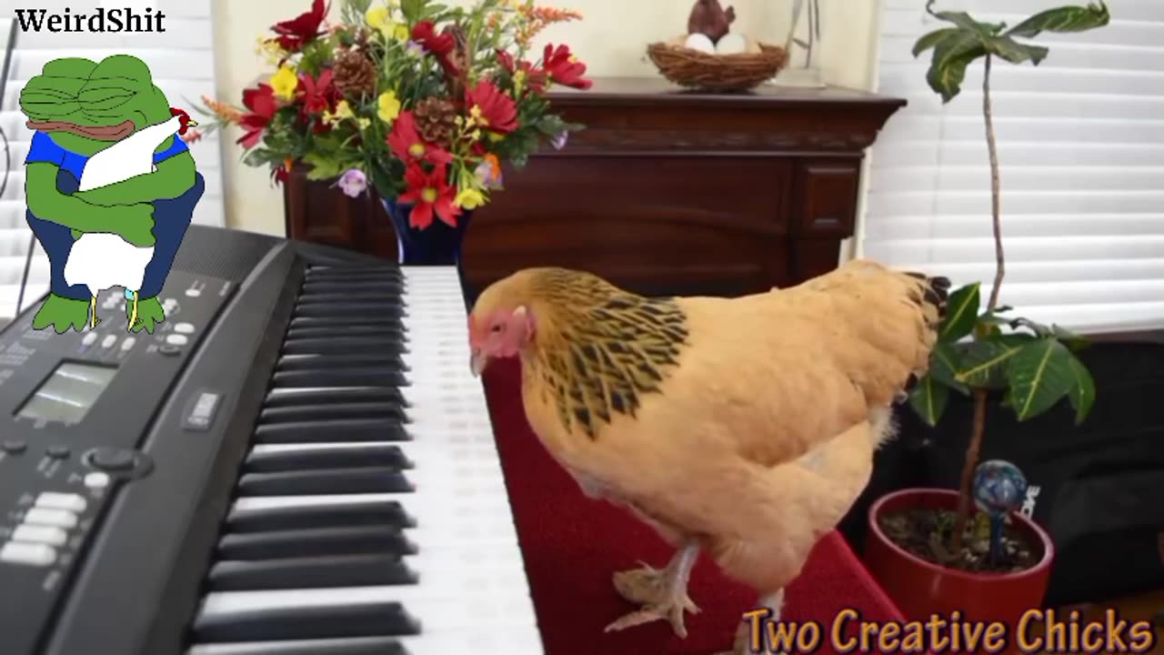 CHICKEN 🐔 PLAYS OPERATIC ARIA ON PIANO KEYBOARD!