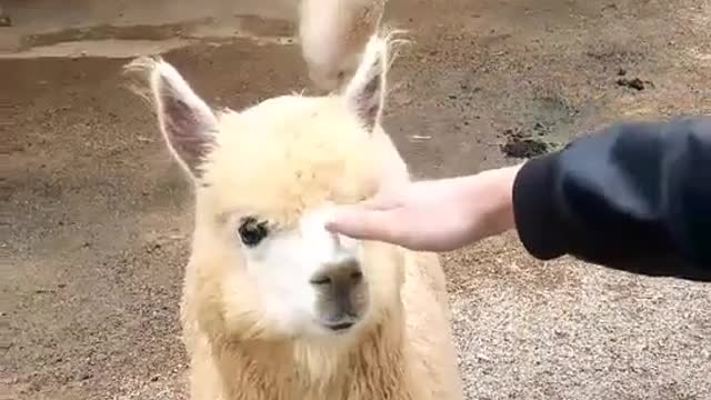 alpaca