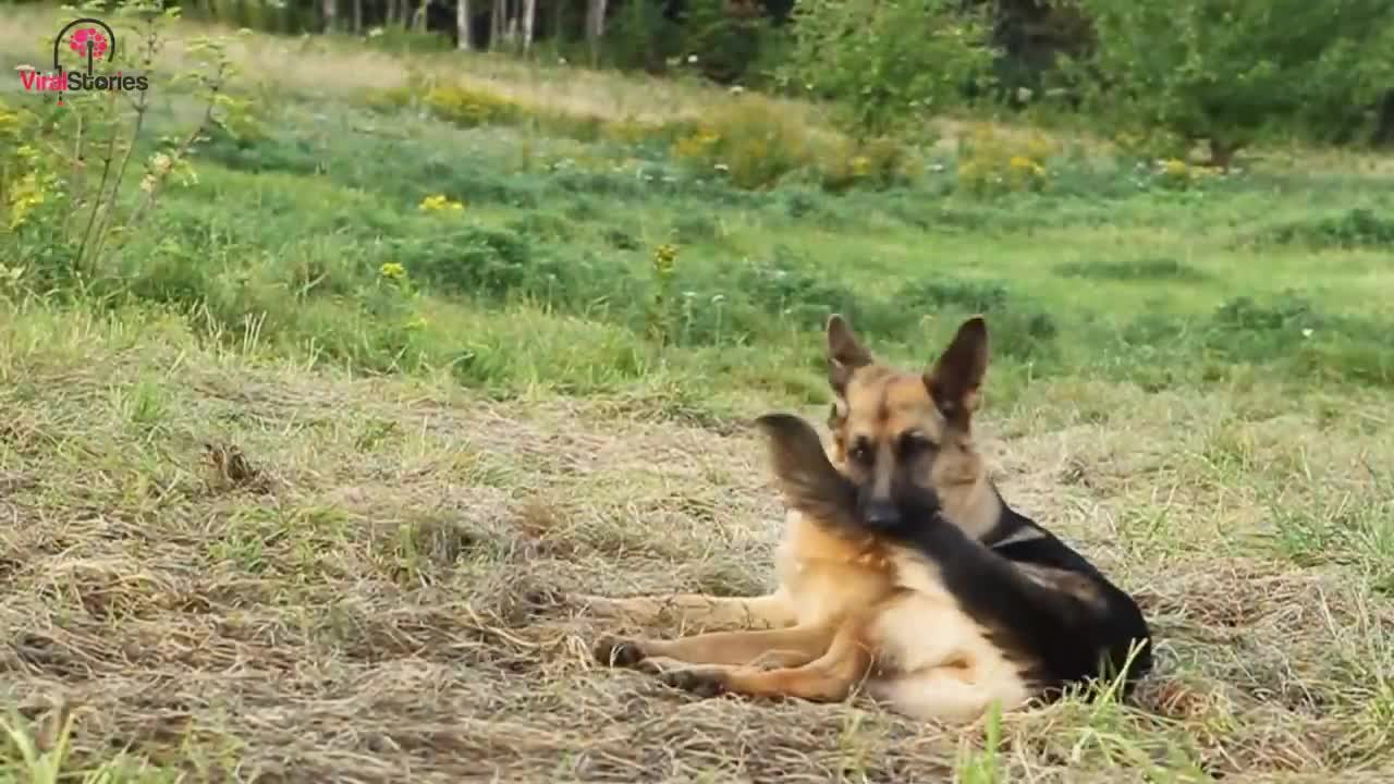 Ex-Police Dog Keeps Barking At Tree, Dad Finds A Lot More Than Wood Inside