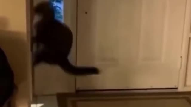 Cat video