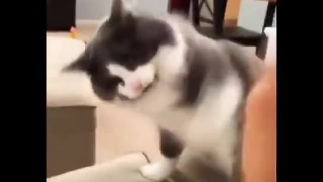 Cat fights with its human -Funny animal videos