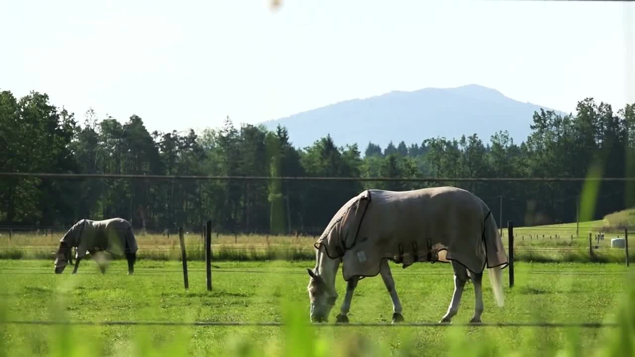 Two white Lipizzans horses on the meadow