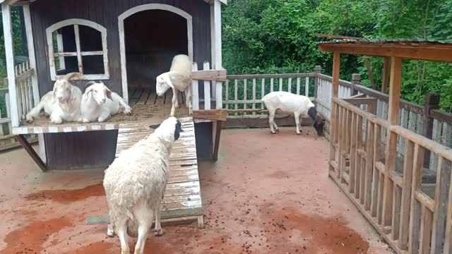 Goat in two colors.