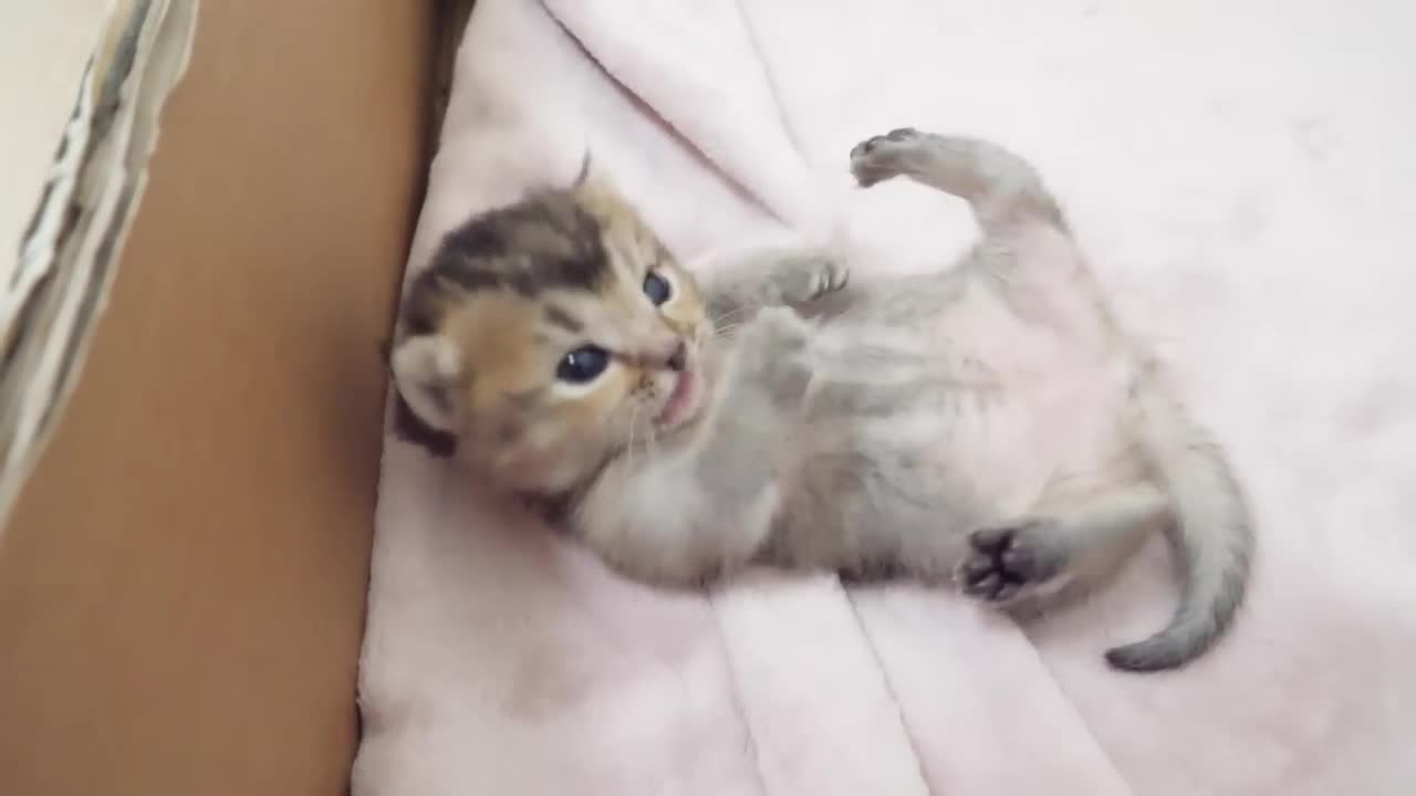 A hard working cat can be seen forever