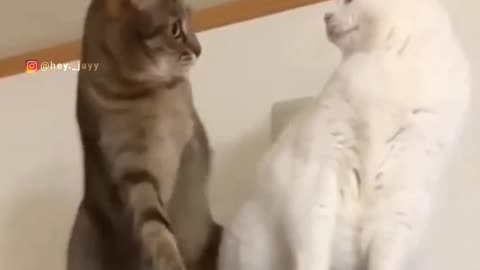 Funny video animals