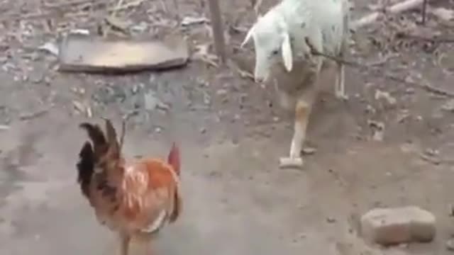 The battle between sheep and chickens
