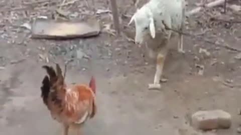 The battle between sheep and chickens