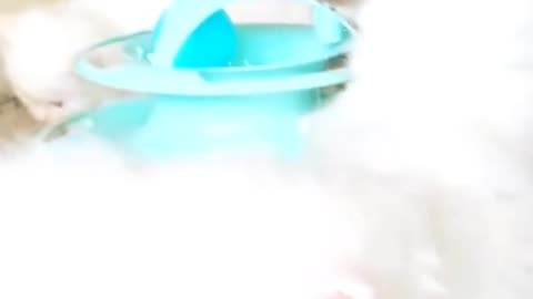 So cute Kittens cute cats