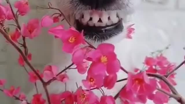 Animals never fail to make us laugh - Super funny animal compilation