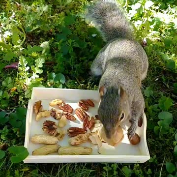 Watch the squirrel choosing nuts to bring it to her nest!!! 🐿️💕