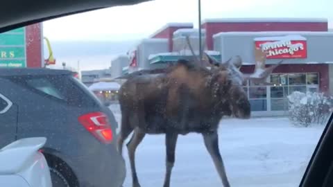 Three bull moose casually stroll through traffic light in Anchorage