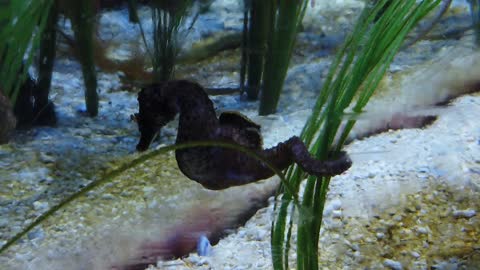 Marine Life Seahorse