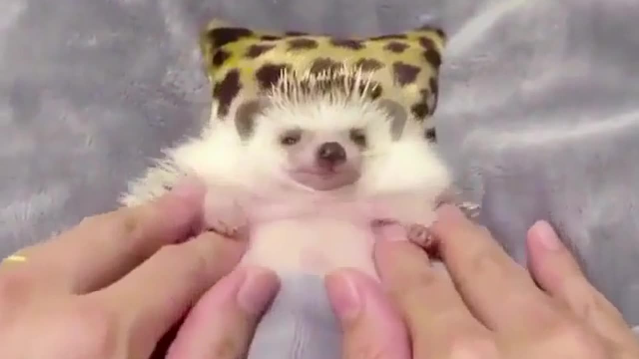 Cute and funny animals