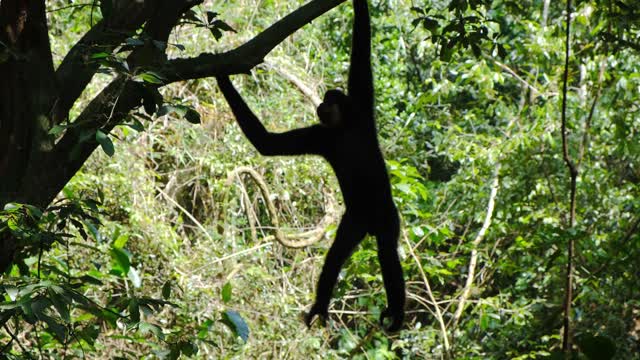 Monkey Climbs The Tree Alone