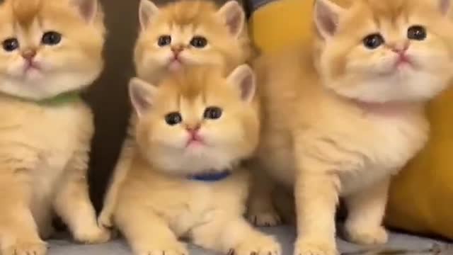 Wonderful cat baby s|||cat animals shorts