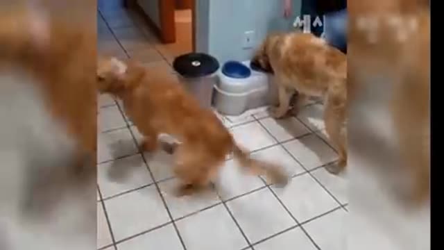 Caos mais engraçado que vc nunca viu 😂💝😂