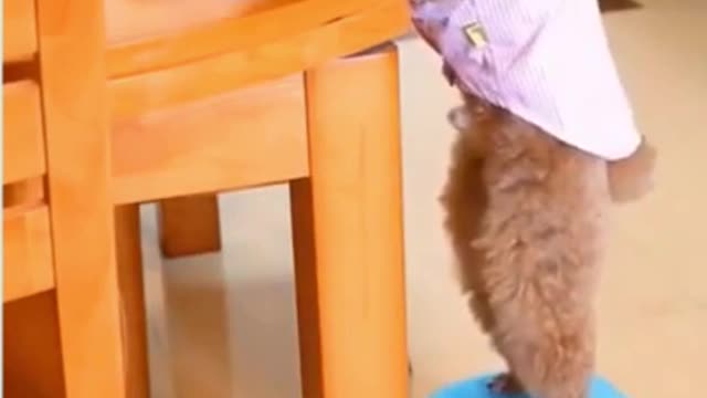 Look What This Dog Did 😱 Funny Caés Videos! #1 #Shorts