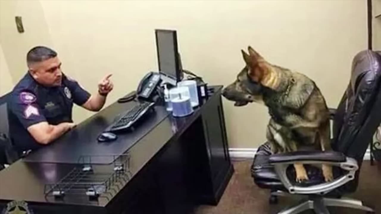 When your dog knows he has 200 IQ 😲 Funniest Dog Ever! #25